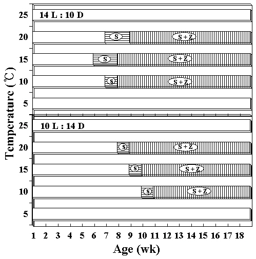 Liberation of spermatia and zygotospores in relation to the age of cultured hybrid foliose thallus by crossing between Porphyra pseudolinearis and P. dentata at five temperatures (5-25°C) and 40 ㎛ol m-2 s-1 under 14 L : 10 D and 10 L : 14 D. Open space bars neither spermatia nor zygotospores liberated; horizontal stripe space spermatia liberated; vertical stripe space spermatia and zygotospores liberated; S and Z refer to spermatia and zygotospores respectively.
