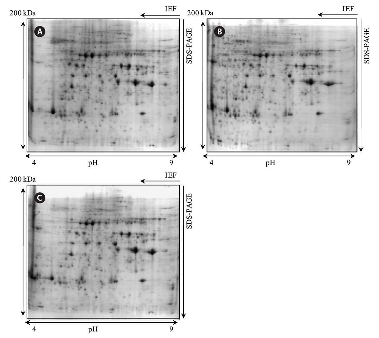 Two dimensional electrophoresis gel images of Prorocentrum micans growing under autotrophic (A) mixotrophic (B) and mixotrophic-autotrophic transition conditions (C). IEF isoelectric focusing; SDS-PAGE sodium dodecyl sulfate-polyacrylamide gel electrophoresis.