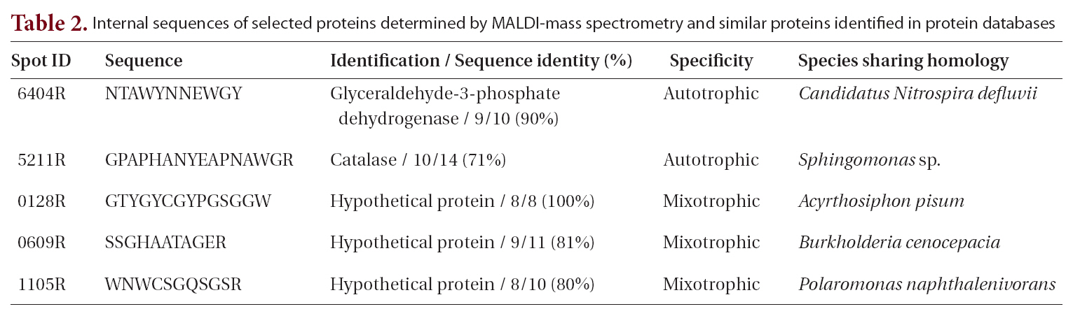 Internal sequences of selected proteins determined by MALDI-mass spectrometry and similar proteins identified in protein databases