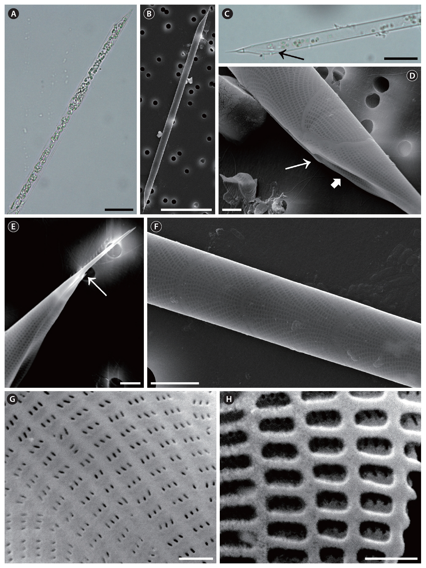 Rhizosolenia fallax. (A) A complete cell light microscopy (LM). (B) A complete cell scanning electron microscopy (SEM). (C) Apical part of valve showing the noticeable contiguous area (arrow) LM. (D) Clasper (thin arrow) and contiguous area (thick arrow) SEM. (E) Apical part of valve detail of otaria (arrow) SEM. (F) Girdle segments with striations straight in central area and curved in marginal area SEM. (G) Detail of velum structure external view SEM. (H) Detail of velum structure internal view SEM. Scale bars represent: A 20 ㎛; B 50 ㎛; C 10 ㎛; D & E 2 ㎛; F 5 ㎛; G & H 0.5 ㎛.