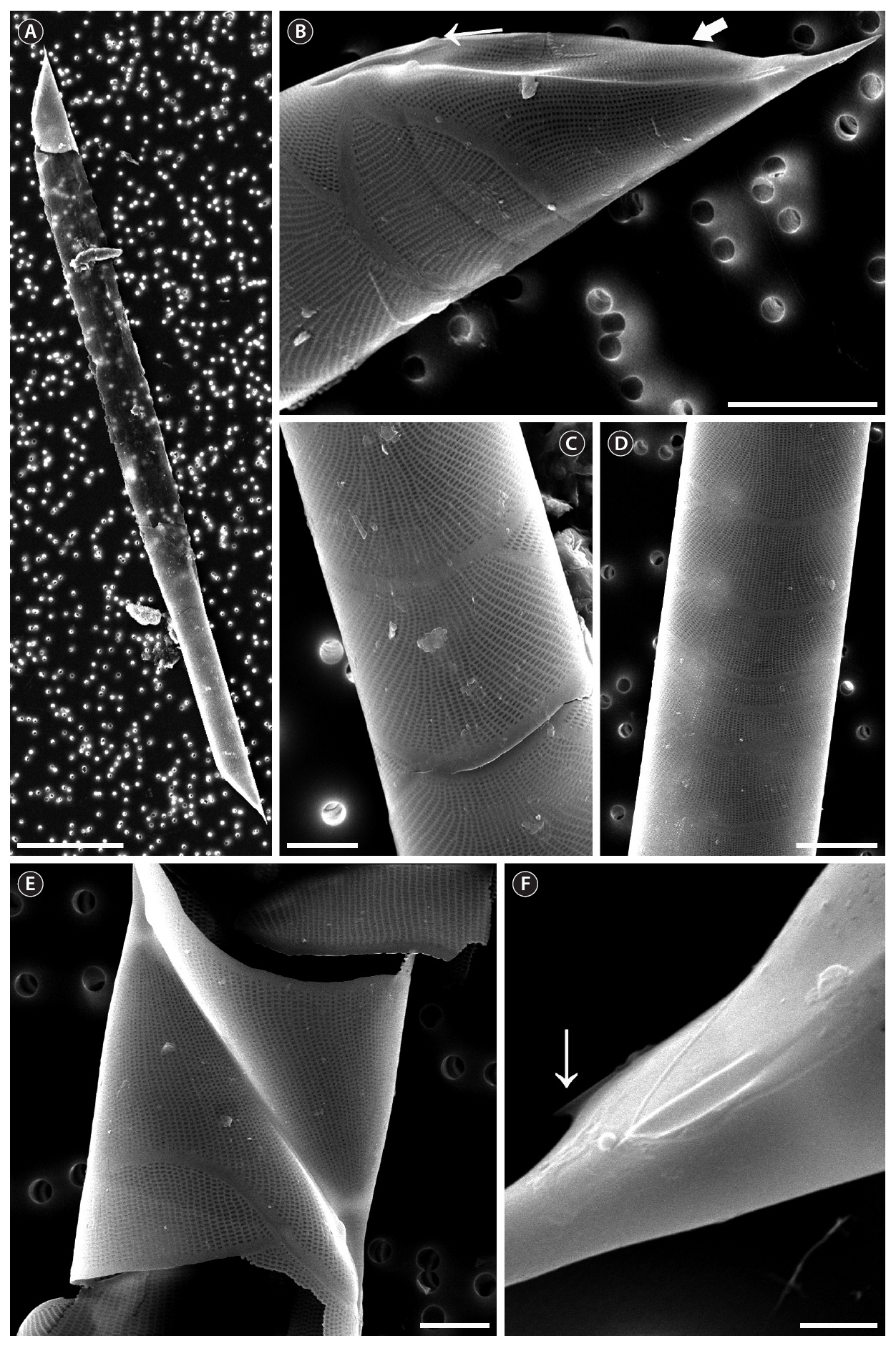 Rhizosolenia sp. 1. (A) A collapsed cell with ventral part much longer than dorsal part scanning electron microscopy (SEM). (B) Clasper (thin arrow) and contiguous area (thick arrow) SEM. (C) Detail of girdle segments with striation straight in central area and curved in marginal area SEM. (D) Girdle segments SEM. (E) Connection between two cells SEM. (F) Detail of otaria (arrow) SEM. Scale bars represent: A 50 ㎛; B & D 10 ㎛; C & E 5 ㎛; F 1 ㎛.