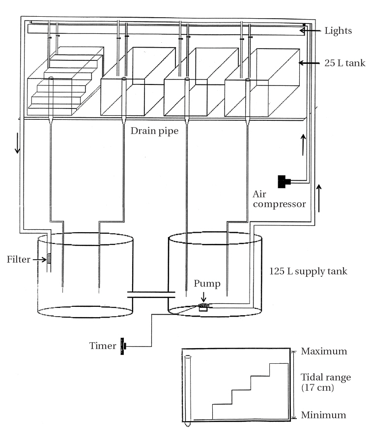 Tidal tank system used in the laboratory experiment.