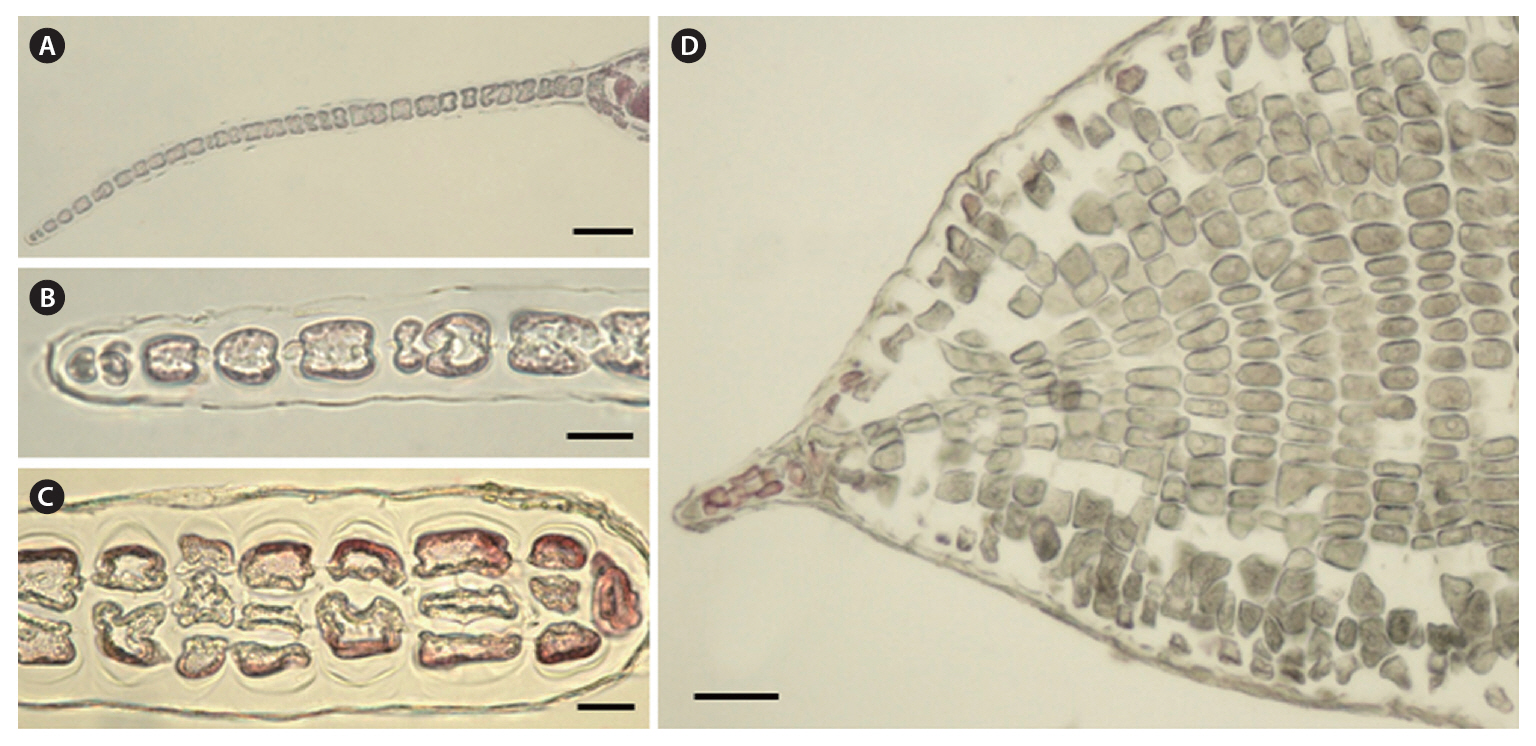 Haraldiophyllum udoensis sp. nov. (A-D) Transverse section of the blade which is monostromatic (A & B) tristromatic (C) and polystromatic toward the base (D). Scale bars represent: A 50 μm; B & C 30 μm; D 100 μm.