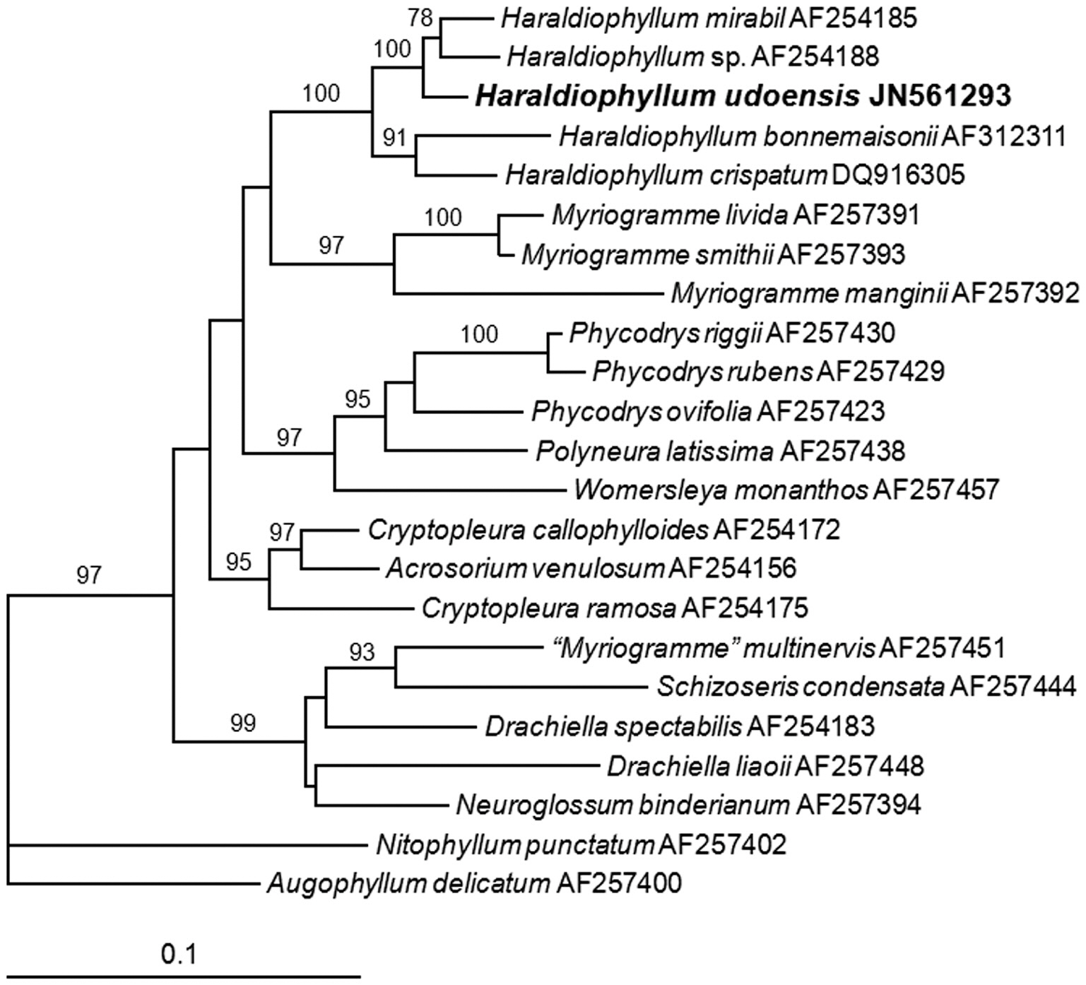 Phylogenetic tree for Haraldiophyllum and relatives derived from maximum likelihood using plastid-encoded rbcL sequence data. The bootstrap values shown above branches are from bootstrap analyses employing 1000 replicated maximum likelihood searches.