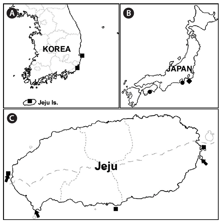 Map showing the distributions of carpet-like Codium species. (A) Sites reported by Kang (1968) in Korea (square marks) as C. latum. (B) Type locality (lozenge mark) and collecting sites by Shimada et al. (2007) in Japan (circle marks) as C. tenuifolium. (C) Sites reported by Lee (2008) (square marks) and collected for this study (arrows) on Jeju Island as C. tapetum.