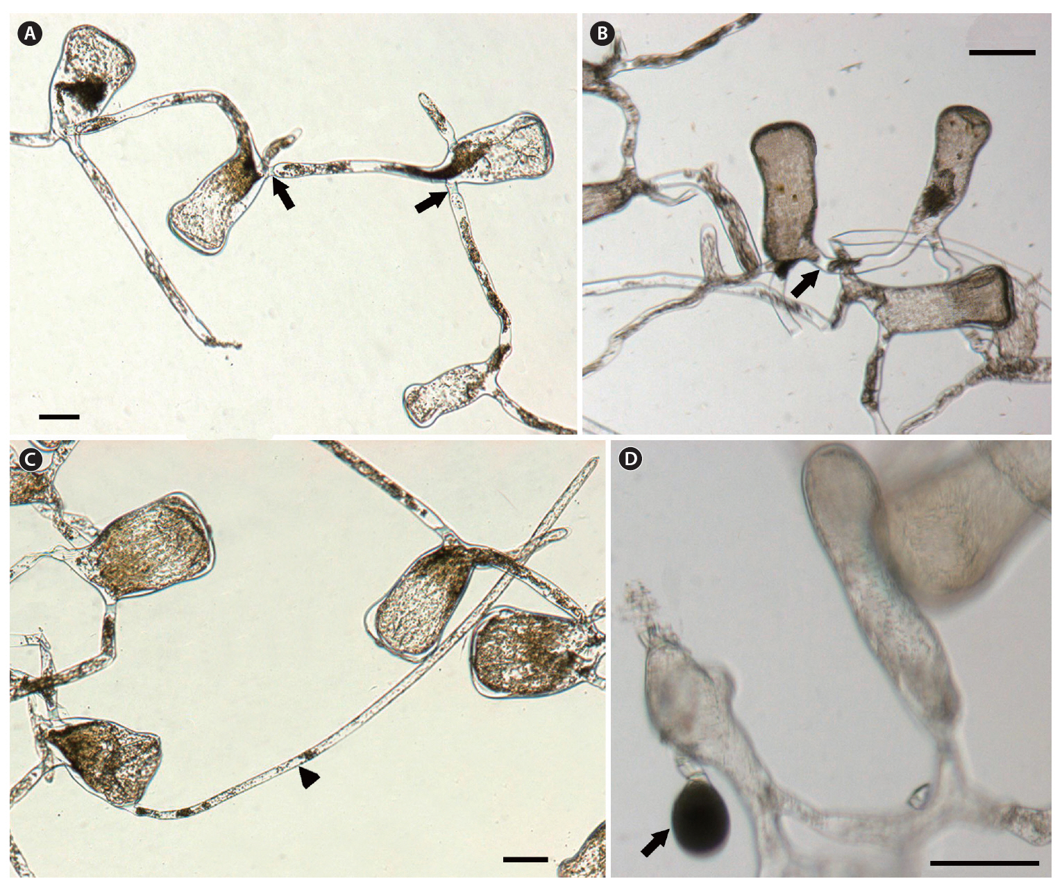 Codium tenuifolium Shimada Tadano and J. Tanaka. (A-C) Utricles having sub-pyriform and clavate shape but rarely with hair (arrowhead) and siphons with an H-shaped septum (arrows) inside relating utricles. (D) Gametangia dangling from a short stalk (arrow). Scale bars represent: A C & D 100 ㎛; B 150 ㎛.