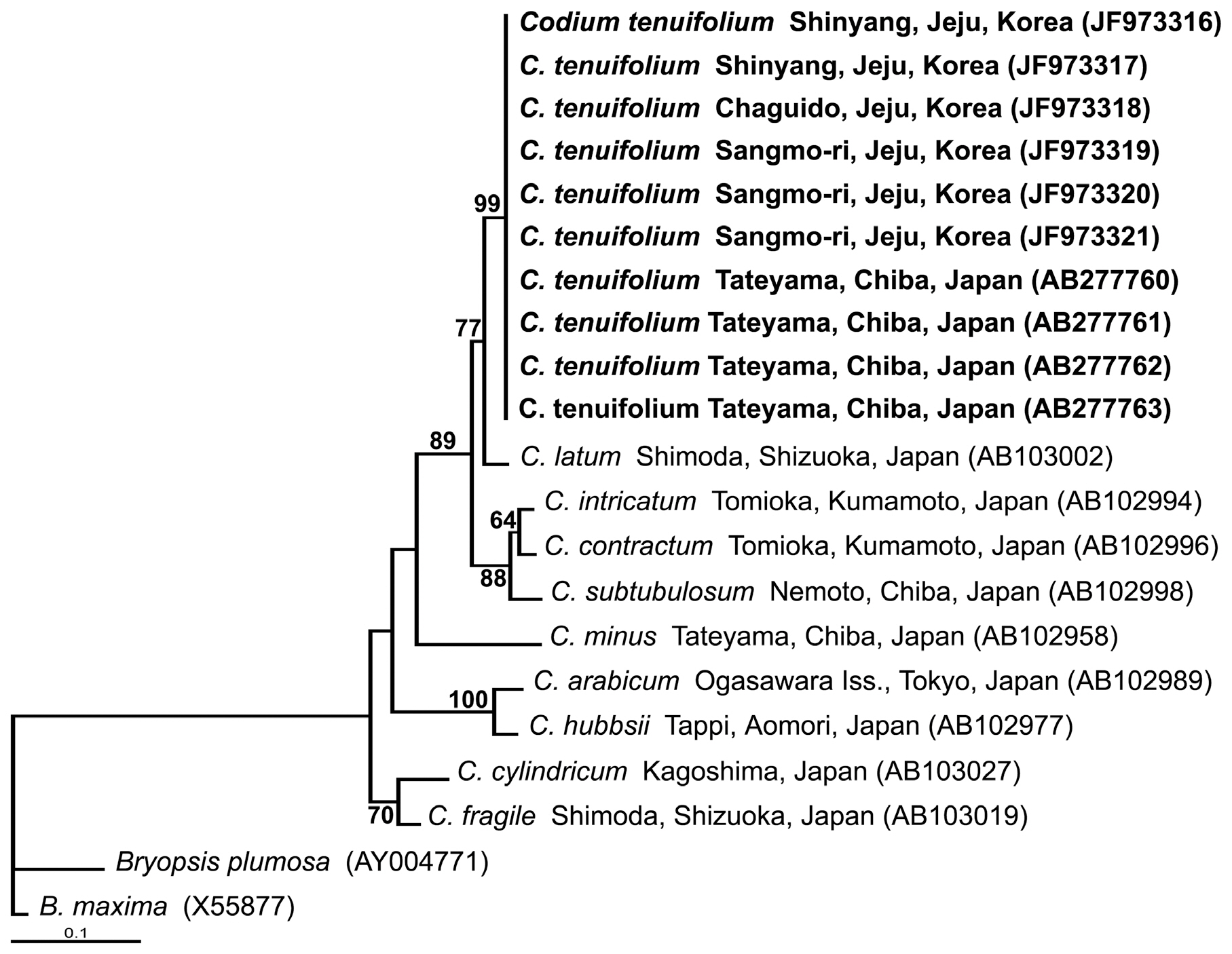 Phylogenetic tree of  Codium species inferred from maximum likelihood analysis of chloroplast encoded rbcL sequences. The bootstrap values shown above the branches are from 1000 bootstrap resamplings.