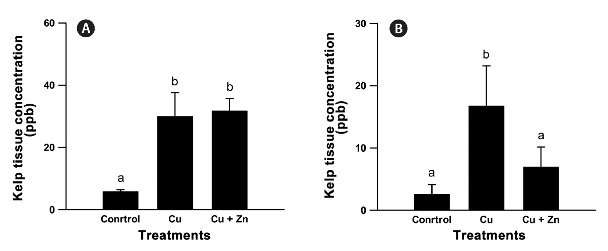 Macrocystis pyrifera meristematic average tissue concentrations (± standard error) for Cu (A) and Zn (B) as measured in the experimental aquaria following three days’ exposure to elevated concentrations in the seawater. The control tank held “clean” seawater the Cu tank had 30 ppb CuSO4 added to clean seawater the Zn tank had 100 ppb ZnSO4 added to clean seawater and the Cu and Zn tank had 30 ppb CuSO4 and 100 ppb ZnSO4 added to clean seawater. Different letters represent statistically different treatments as determined by Tukey’s post hoc test following ANOVA (n = 3).