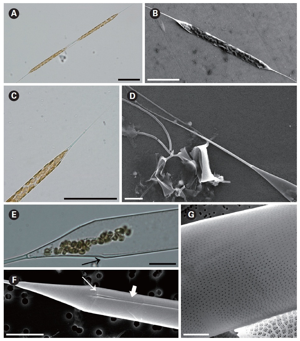 5. Rhizosolenia setigera. (A) Complete two cells connected by two cells light microscopy (LM). (B) A collapsed cell scanning electron microscopy (SEM). (C) Apical part of valve tapering needle shaped external process LM. (D) Apical part of valve tapering needle shaped external process SEM. (E) Apical part of valve clasper (arrow) LM. (F) Clasper (arrow) and narrow groove in contiguous area (thick arrow) SEM. (G) Detail of areolae areolae with narrow silt in valve SEM. Scale bars represent: A 100 μm; B 50 μm; C 20 μm; D-F 10 μm; G 2 μm.