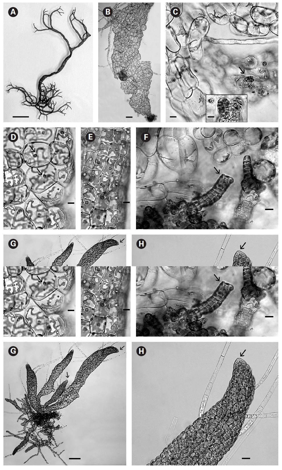 (A) Mature 4.5 cm thallus with 4 orders of branching and new shoots developing from basal system. Grown in full light on shaker. (B) In low light a weakly organized thallus of large inflated cells developed. Compare with the thallus in Fig. 1A. (C) Tiny plurangial packet (arrow) on the inflated cells like those seen in Fig. 1B. Inset showing enlarged plurangial packet. (D) Thallus grown in low light (2-3 ㎛ol photons m-2 s-1). Inflated cells with single chloroplast showing very slender branching and single pyrenoid (arrows). (E) Thallus grown in > 20 ㎛ol photons m-2 s-1. Cells smaller and rectangular with larger chloroplast than in Fig. 1D. Paired pyrenoids in some cells may indicate the onset of cell division. (F) Brighter light triggers formation of uniaxial shoots (arrow) from inflated cells of thallus grown in low light. Shoots 4 days old. (G) Multiple shoots with single-cell apices (arrows) arising from basal filamentous mat. (H) Twenty five-day-old shoot with single-cell apex (arrow) compact cortex and numerous phaeophycean hairs in full light (30-35 ㎛ol photons m-2 s-1). Scale bars represent: A 1.00 cm; B & G 50 ㎛; C 10 ㎛ inset 20 ㎛; D & E 10 ㎛; F 20 ㎛; H 100 ㎛.
