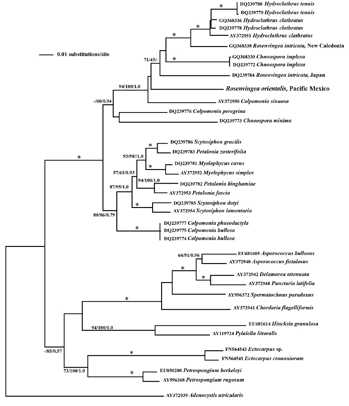 Phylogenetic relationships based on maximum-likelihood analysis of a data set (1398 characters) of chloroplast-encoded psaA. Selected outgroup is Adenocystis utricularis. Values above branches = Maximum-parsimony bootstrap values (MPBP) in % > 50% / Maximum-likelihood bootstrap values (MLBP) in % / Bayesian posterior probabilities (PP) ？ 0.7.*？ 95% MPBP ？ 95% MLBP ？ 0.95 PP.