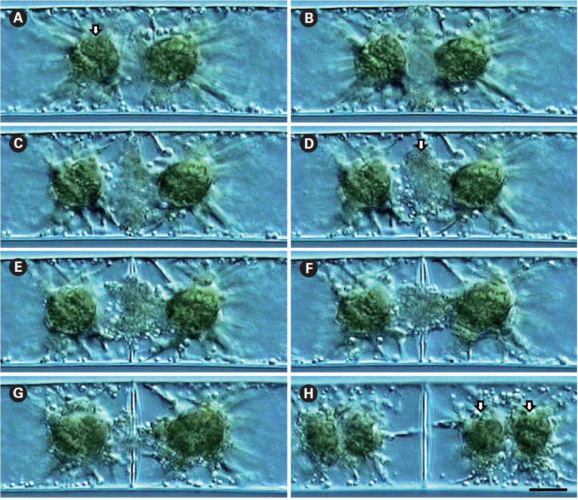 Time-lapse images of cell division process in Zygnema cruciatum. (A) Beginning of cell wall formation. Arrow shows the nucleus between chloroplasts. (B) Two stellate chloroplasts associated with the nucleus and the peripheral protoplasm. (C) Formation of vesicles at the center of cell. (D) New cell wall begins to develop. Arrow shows phragmoplast the new cell wall and dividing chloroplasts. (E) Developing wall. (F) Developing wall with reduced number of vesicles. (G) Number of vesicles reduced abruptly. (H) Chloroplast division starts (arrows). Scale bar represents: 10 ㎛.
