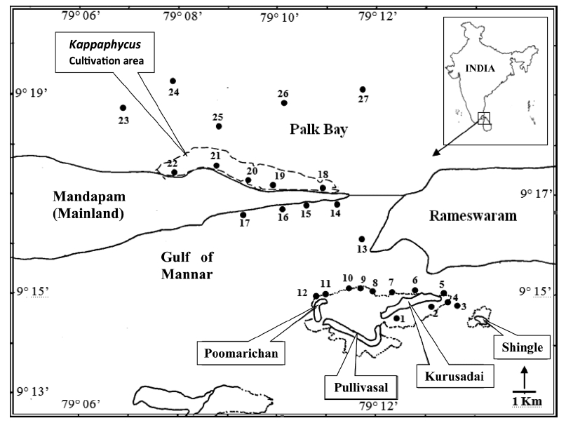 Study area showing sampling sites. Sites 1-7: the area surrounding Kurusadai Island. Sites 8-10: Pullivasal Island. Sites 11 & 12: Poomarichan Island. Sites 13-17: Gulf of Mannar side. Sites 18-27: Palk Bay cultivation sites and surrounding area.
