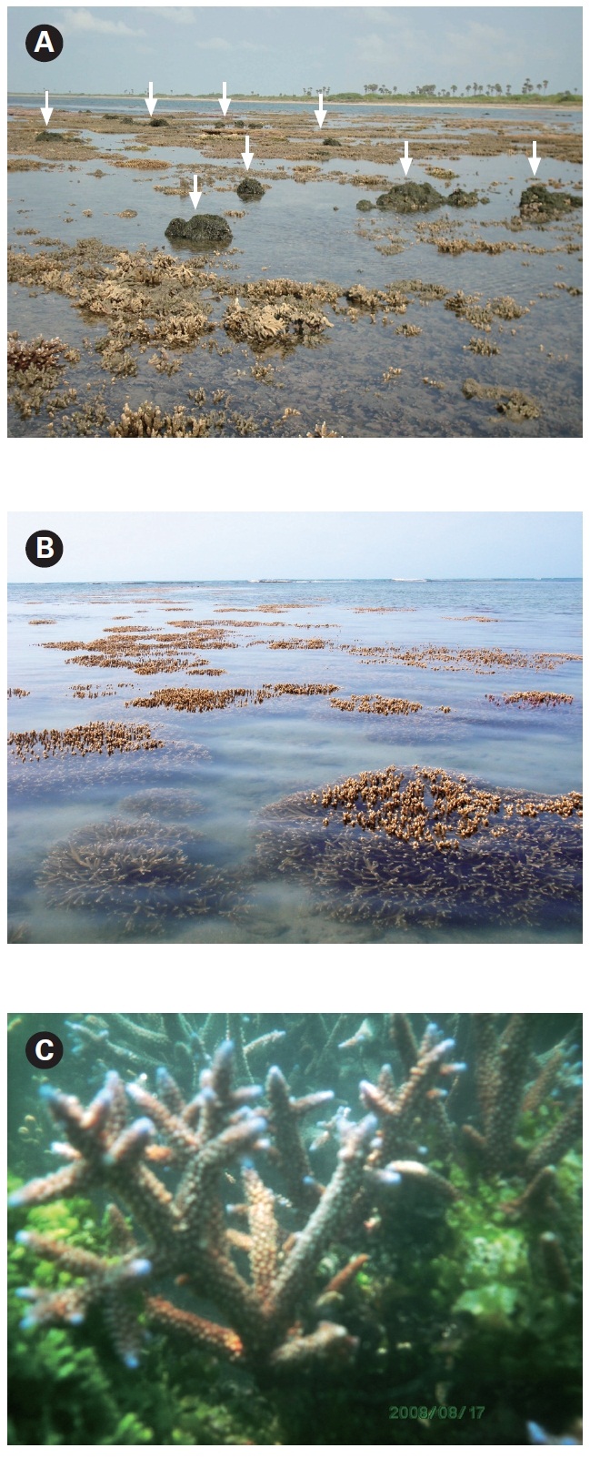 Sporadic growth of Kappahycus at Kurusadai Island. (A) Kappaphycus covers a very small part of Galaxuria point i.e. southeast portion of Kurusadai Island. The arrows show Kappaphycus attached to coral. (B) Most of the corals are free from the Kappaphycus attachement at Kurusadai Island. (C) Acropora corals spawn naturally with Kappaphycus alvarezii.