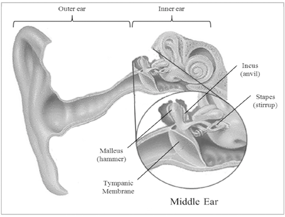 Human typical normal Middle ear anatomy image.