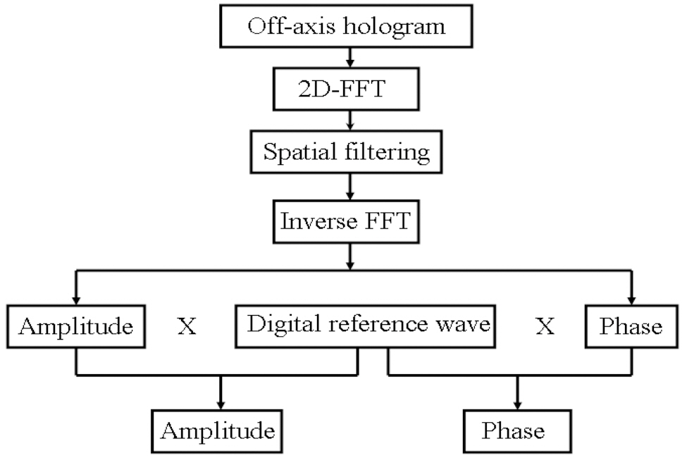 Flowchart of the algorithm that was used to analyzethe off-axis digital hologram.