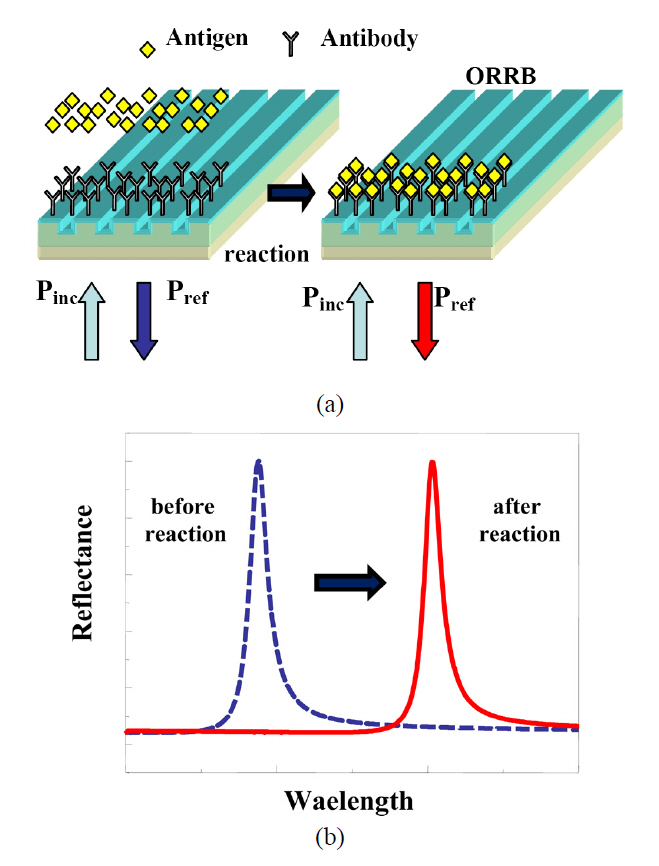 Measuring principle of an ORRB: (a) Schematic diagram of an antigen-antibody interaction and (b) Reflectance spectra from an ORRB before (dotted line) and after(solid line) an antigen-antibody interaction.
