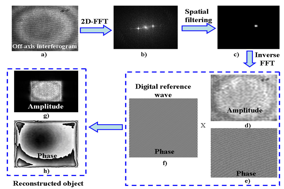 Reconstruction steps of the conventional spatialfiltering based phase contrast off-axis interferometry: a)Off-axis interferogram b) Fourier transformed spatialfrequency domain data c) Spatially filtered domain data d) ?e) Inversely Fourier transformed data f) Phase map of thedigital reference wave g) ? h) Reconstructed object wave.