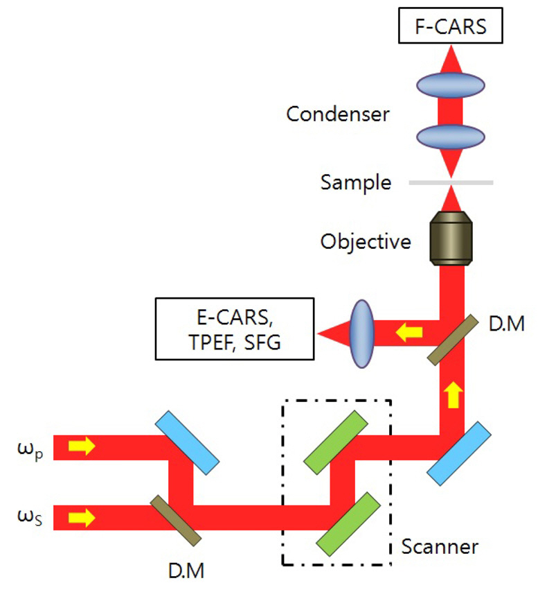 A typical schematic diagram of a laser scanningCARS (coherent anti-Stokes Raman scattering) microscopethat realizes nondestructive molecular imaging fromforward-detected CARS (F-CARS) epi-detected CARS(E-CARS) two-photon excitation fluorescence (TPEF) orsum frequency generation (SFG) signals produced by twosynchronized pulses with frequencies of ωp and ωs. D.Mdichroic mirror.
