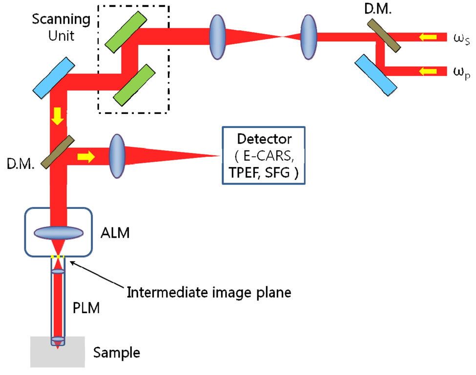 A typical schematic diagram of an intravital laserscanning CARS microscope with probe-type microscopeobjective (PMO) which is composed of adaptor lens module(ALM) and probe lens module (PLM) where E-CARSTPEF and SFG denote epi-dectected CARS two-photonexcitation fluorescence and sum frequency generationsignal respectively. D.M. dichroic mirror.
