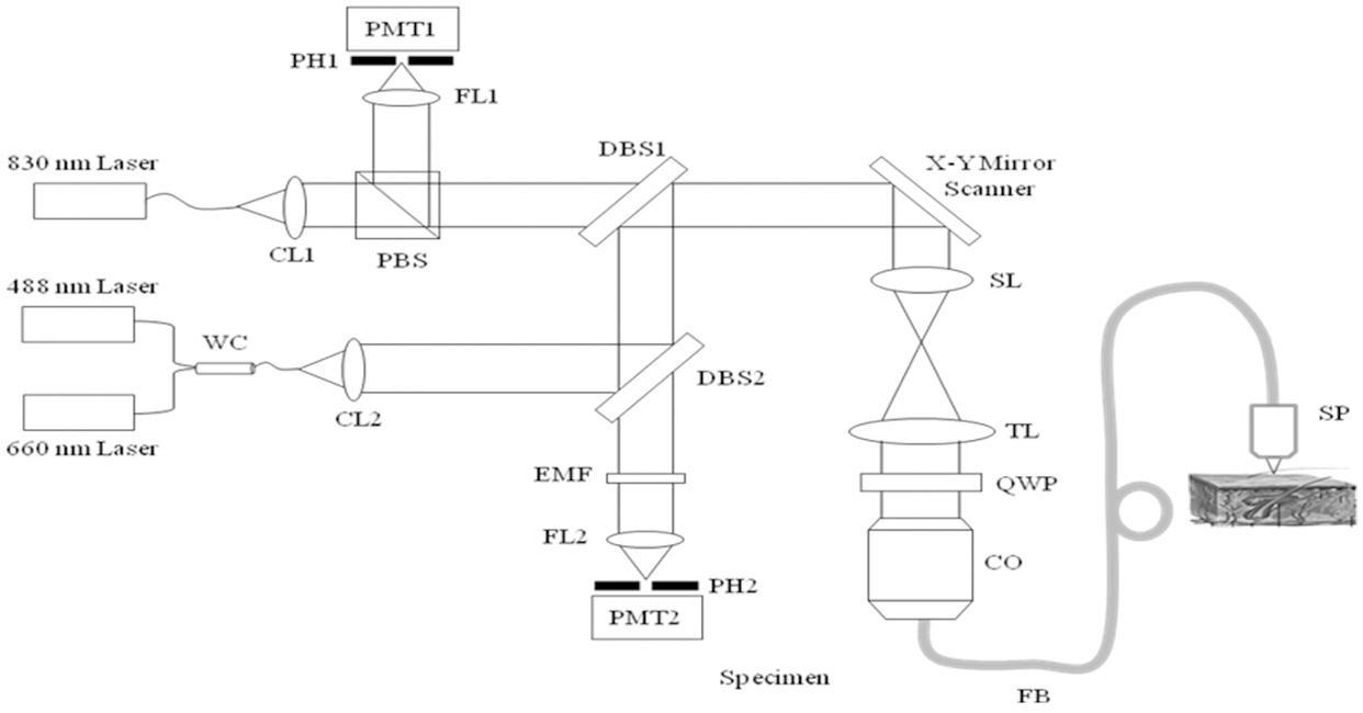 Schematic diagram of the multi-modal confocalmicroscope. CL1-2 collimating lens1-2. PBS polarizingbeam splitter. WC wavelength combiner. DBS1-2 dichroicbeam splitter1-2. SL scan lens. TL tube lens. QWP quarterwaveplate. CO coupling optics. FL1-2 focusing lens1-2EMF emission filter. PH1-2 pinhole. PMT1-2 photomultipliertube1-2. FB fiber bundle. SP small probe.