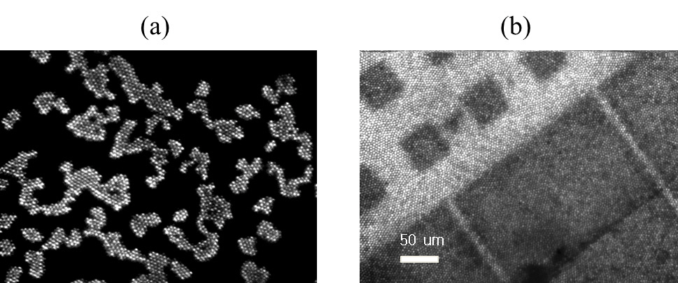 Fluorescence and Reflection images of theendo-microscope: (a) Fluorescence image of 6 μm beadswhich are spread on a slide glass (b) standard target with 50μm squares and 10 μm lines.
