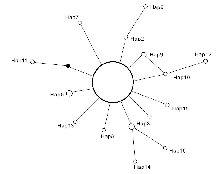 A single minimum spanning tree of the 16 mtDNA Cytb haplotypes of Stephanolepis cirrhifer(Table 2). Circle sizes reflect haplotype abundances.