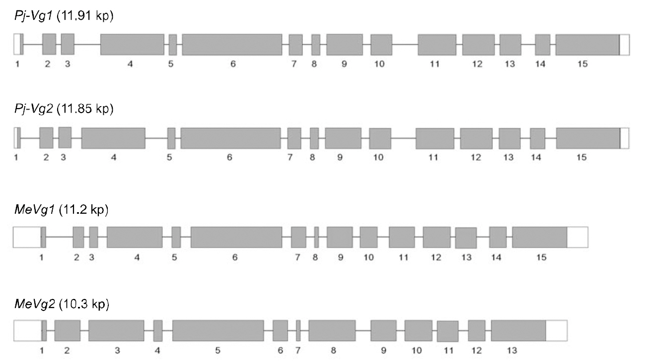 Comparison of genomic organization between Pj-Vgs and MeVgs.The gray boxes represent the exons and numbers underneath the gray boxes indicate corresponding exon number. Untranslated regions are shown as white boxes. The exons are linked by introns (solid lines). Pj-Vg1 and Pj-Vg2 are isolated from Pandalopsis japonica and MeVg1 and MeVg2 are vitellogenin genes from Metapenaeus ensis.