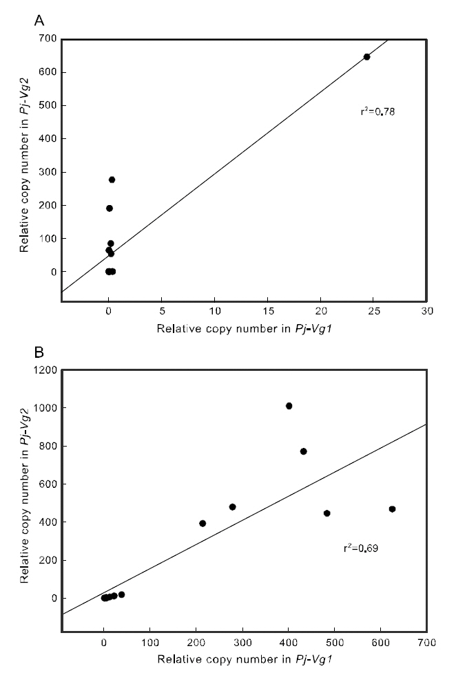 Correlation graphs between Pj-Vg1 and Pj-Vg2 transcript numbers in ovary and hepatopancreas.A) Correlation of relative copy numbers between Pj-Vgs in ovary B) Correlation of relative copy numbersbetween Pj-Vgs in hepatopancreas.