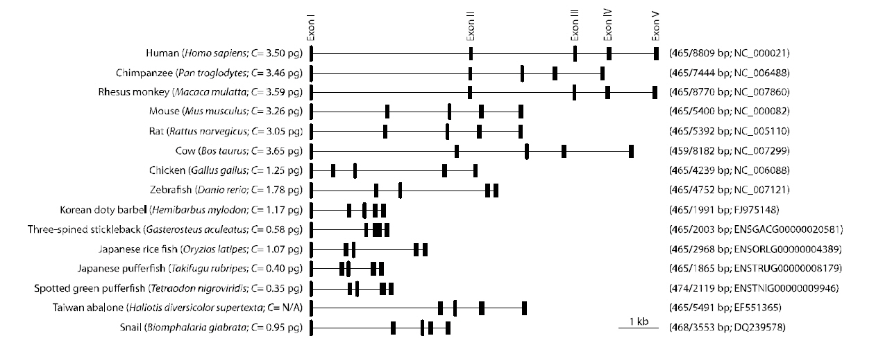 Schematic drawing to compare the genomic structure of Hemibarbus mylodon sod1 with representative orthologs from other animal species. Exons are indicated by vertical boxes while non-translated sequences by horizontal lines. Numbers in each parenthesis at the right are the total length of exons/genomic gene from the ATG start codon to the stop codon and GenBank accession number (or Ensembl ID). Haploid genome size (C value=1.17 pg) of  the H. mylodon is referred to Bang et al. (2008) while those of other animals are referred to Animal Genome Size Database (http://www.genomesize.com/). N/A=data not available.