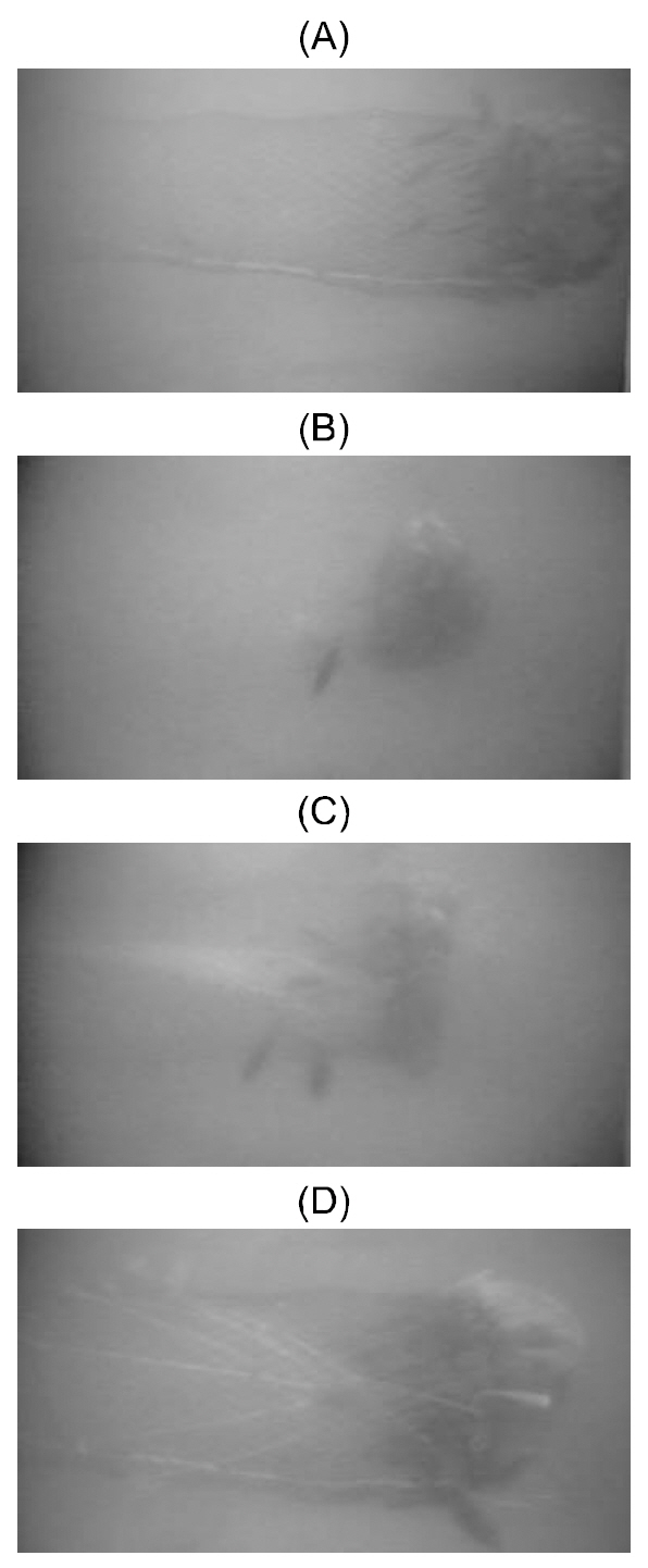 Video images of the four kinds of cod-end in water channel experiments as (A) the conventional PE netting cod-end (B) the transparent low-contrast PA netting cod-end (C) the fluttering net panel ASD in the PE cod-end and (D) the conical rope array ASD in the PE cod-end.