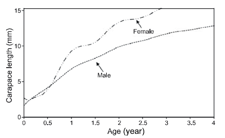 Average growth curves for male and female Pandalus gracilis based on length-frequency distributions during the sampling period.