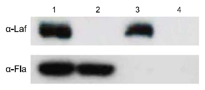 Western blot analysis of whole-cell lysates of wild-type and flagella gene mutant strains of Vibrio parahaemolyticus. Lane 1 wild-type strain; lane 2lafA deletion mutant strain; lane 3 flhAB deletion mutant strain; lane 4 lafA/flhAB double mutant strain.