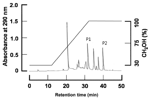 High-performance liquid chromatography profile of phlorotannins from the brown seaweed Ecklonia cava. P1 indicates a peak of dieckol at 32 min of retention time and P2 indicates a peak of phlorofucofuroeckol-A at 39 min of retention time. 100 μL aliquot of crude phlorotannin (1 mg/mL) dissolved in 100% methanol was separated on C18 column using the same isolation procedure.