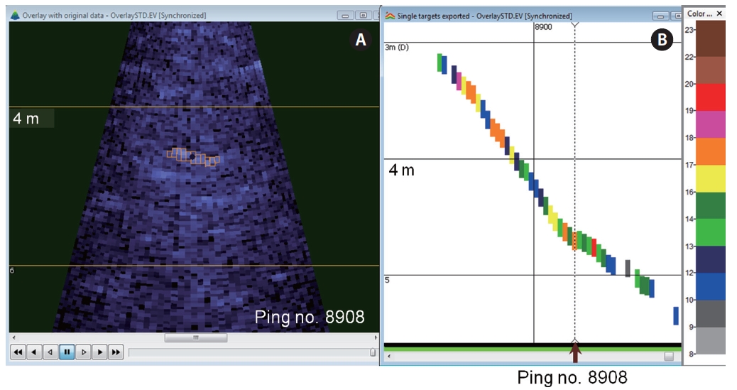 Echogram overlaid with detected targets (A). The fish shaped echoes with an orange outline are a target detected on a multibeam target detection (step 5 in Fig. 1). The re-imported single target echogram (B) created by exporting all single targets on the converted single target echogram as a comma separate values format and by re-inputting into Echoview. The multibeam echogram (A) and the single target echogram (B) are synchronized. The ping (A) which is the ping number 8908 is the same as the column with the dotted line (B). The single targets (B) can thus be verified by the comparison with targets on (A). The number on the solid vertical line (B) is the ping number and the solid vertical line is part of a grid set to every 100 pings on the echogram.