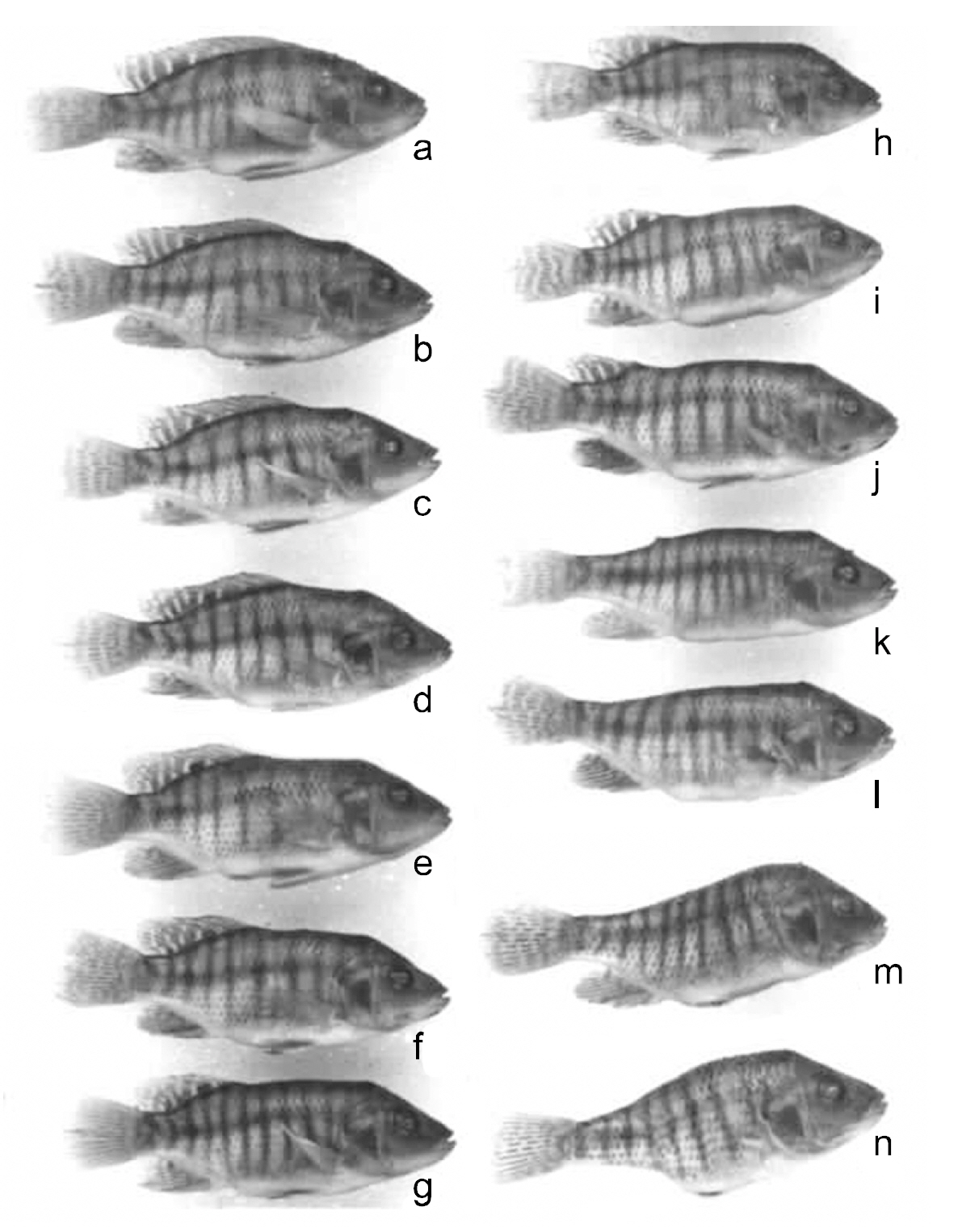 Saddleback in Oreochromis aureus (b-n) showing the variable expression of the phenotype; (a) is a normal individual. Source: Tave et al. (1983) J Fish Dis 6 59-73; with permission courtesy of Journal of Fish Diseases.