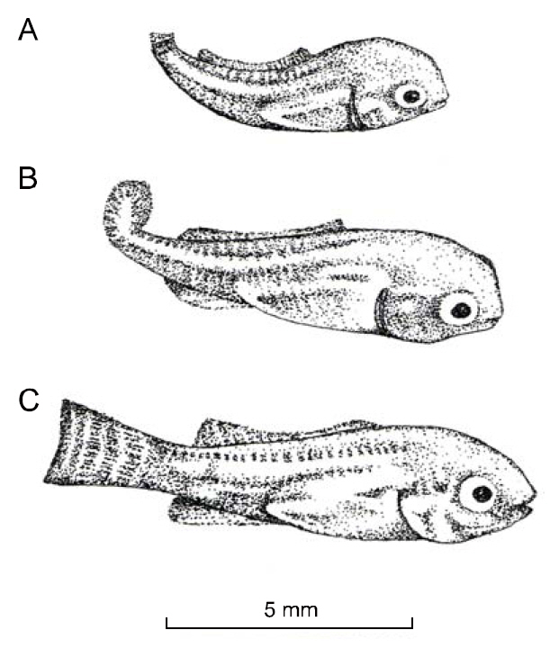 Caudal deformity syndrome in Oreochromis niloticus (A and B) illustrating the extreme expressions of the phenotype; (C) is a normal individual.Source: Mair (1992) J Fish Dis 15 71-75; with permission courtesy of Journal of Fish Diseases.
