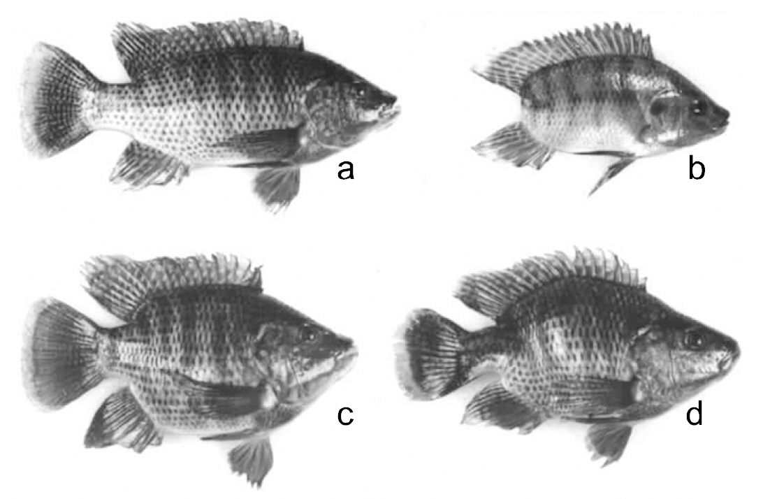 Stumpbody in Oreochromis aureus (c and d) and tailless in O. niloticus (b) compared to a normal O.aureus (a). Source: Tave et al. (1982) 5 487-494; with permission courtesy of Journal of Fish Diseases.