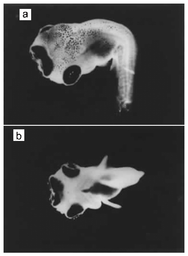 A four-eyed in Oreochromis niloticus. (a) Dorsal view. (b) Ventral view. Photograph by Jae-Yoon Jo.