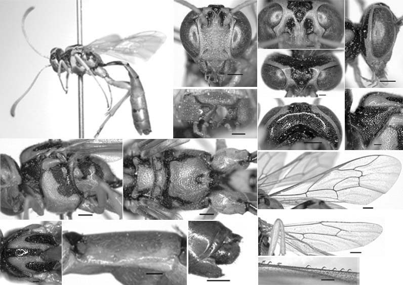 Hellwigia elegans Gravenhorst 1823 (male). A Habitus in lateral; B Head in frontal; C Mandible; D Frons; E Head in dorsal; F Head in lateral; G Occipital carina; H Pronotum; I Mesopleurum; J Scutellum and propodeum; K Fore wing; L Hind wing; M Distal hamuli of hind wing; N Mesonotum; O Thyridium; P Clasper of male. Scale bars: B F G I K L P=0.5 mm; C-E H J MO=0.2 mm.