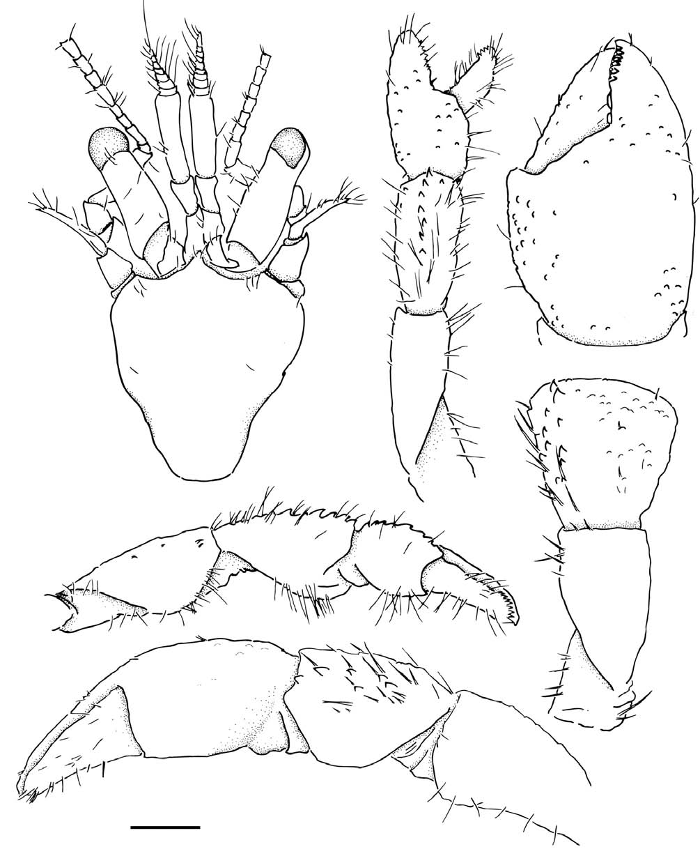 Pagurixus patiae. A Shield and cephalic appendages dorsal view; B Chela of right cheliped dorsal view; C Carpus and merus of right cheliped; D Entire left cheliped dorsal view; E Entire right cheliped mesial view; F Entire left cheliped mesial view. Scale bar: A-F=0.5 mm.