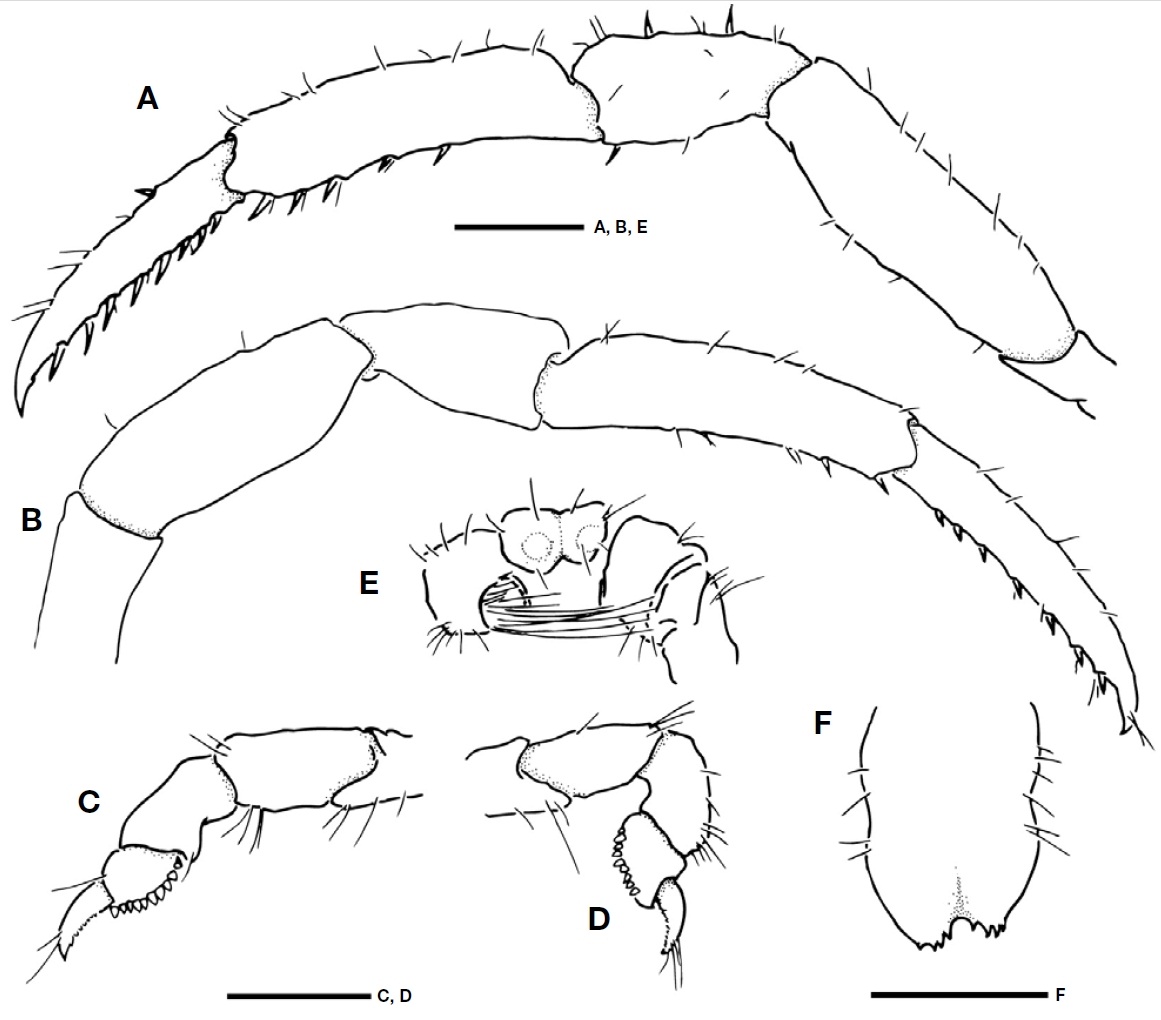 Pagurixus patiae. A Left second pereopod lateral view; B Right third pereopod lateral view; C Left fourth pereopod lateral view; D Right fourth pereopod lateral view; E Coxae of fifth pereopods and eighth thoracic sternite ventral view; F Telson dorsal view. Scale bars: A-F=0.5 mm.