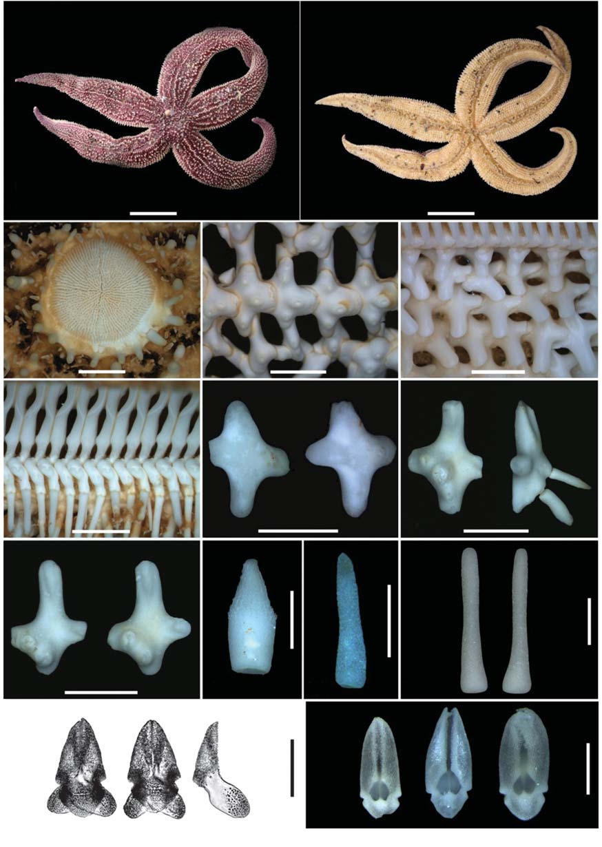 Evasterias echinosoma. A Dorsal side; B Ventral side; C Madreporite; D Carinal plates; E Series of ventrolateral plates and a part of ambulacral plates; F Ambulacral plates and adambulacral plates with spines; G Superomarginal plates; H Inferomarginal plates with spines; I Ventrolateral plates; J Large dorsal spine; K Slender dorsal spine; L Adambulacral spines; M Crossed pedicellariae; N Small lanceolate large lanceolate and unguiculate straight pedicellariae. Scale bars: A B=5 cm C-I=3 mm J-L=1 mm M=200 ㎛ N=0.5 mm.