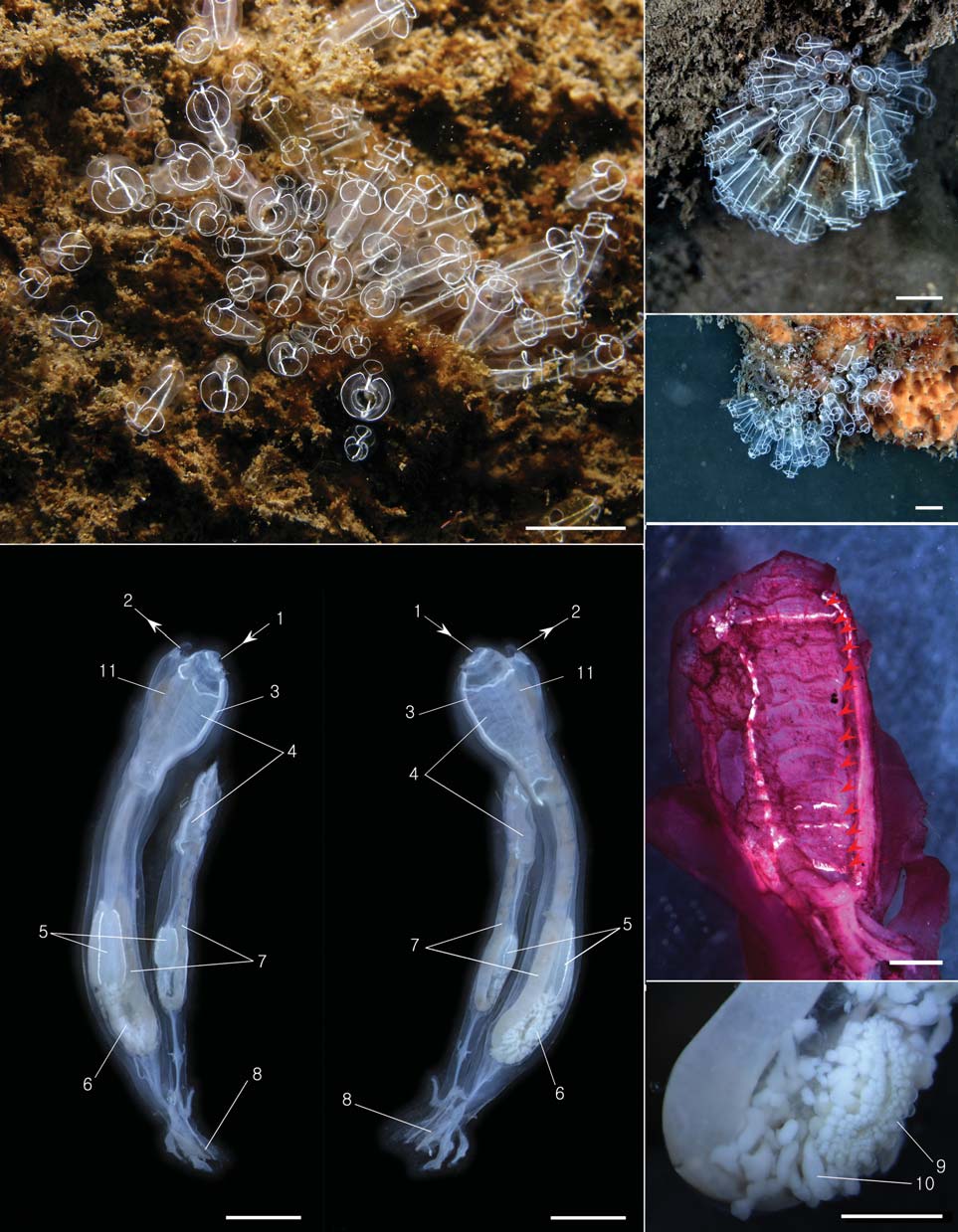 Clavelina lepadiformis. A-C Colony in life; D Left side of two zooids; E Right side of two zooids; F Stigmata in dyed branchial sac (arrowheads); G Gonads. 1 oral siphon; 2 atrial siphon; 3 endostyle; 4 branchial sac; 5 stomach; 6 gonads; 7 intestine; 8 stolon; 9 ovary; 10 testis; 11 dorsal lamina. Scale bars: A-C=2 cm D E=3 mm F G=1 mm.