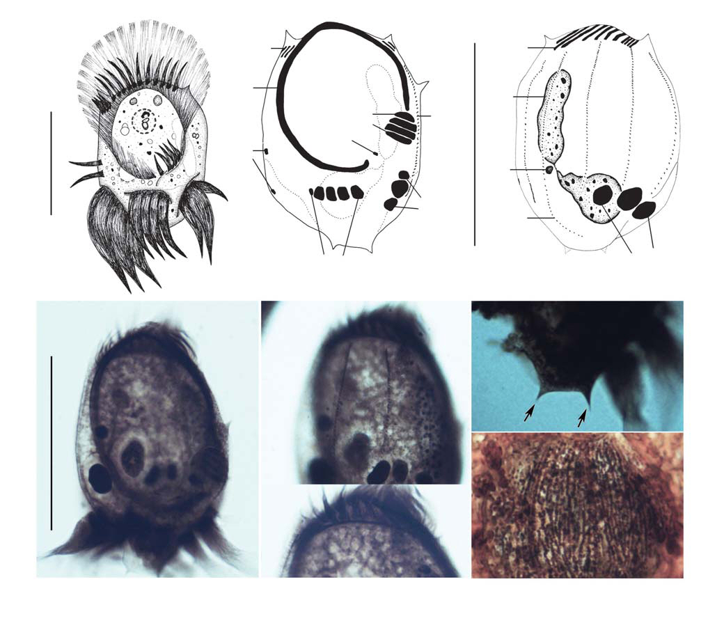Morphological characteristics of Uronychia binucleata from life (A) after protargol impregnation (B-G) and silver nitrate impregnation(H). A D Ventral view of a typical individual; B The cirri pattern of the ventral region; C E H Dorsal side views DK(C E) and silverline system (H); F Anterior portion shows AZM1; G Posterior region arrows indicate posterior spurs. AZM adoral zone of membranelles; BC buccal cirrus; CC caudal cirri; DK dorsol kineties; FC frontal cirri; LMC left marginal cirri; Ma macronuclear nodules; Mi micronucleus; PM paroral membrane; TC transverse cirri; VC ventral cirri. Scale bars: 70 μm.