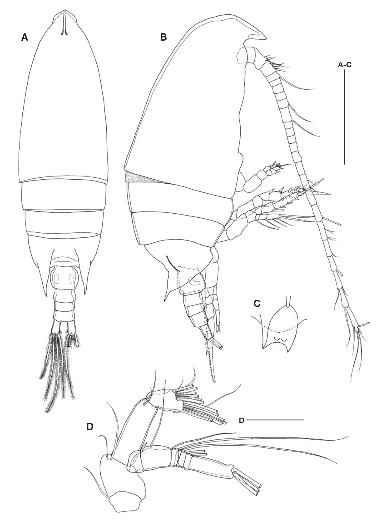 Aetideus acutus Farran female. A Habitus dorsal; B Habitus lateral; C Rostrum; D Antenna. Scale bars: A-C=0.5 mm D=0.1 mm.
