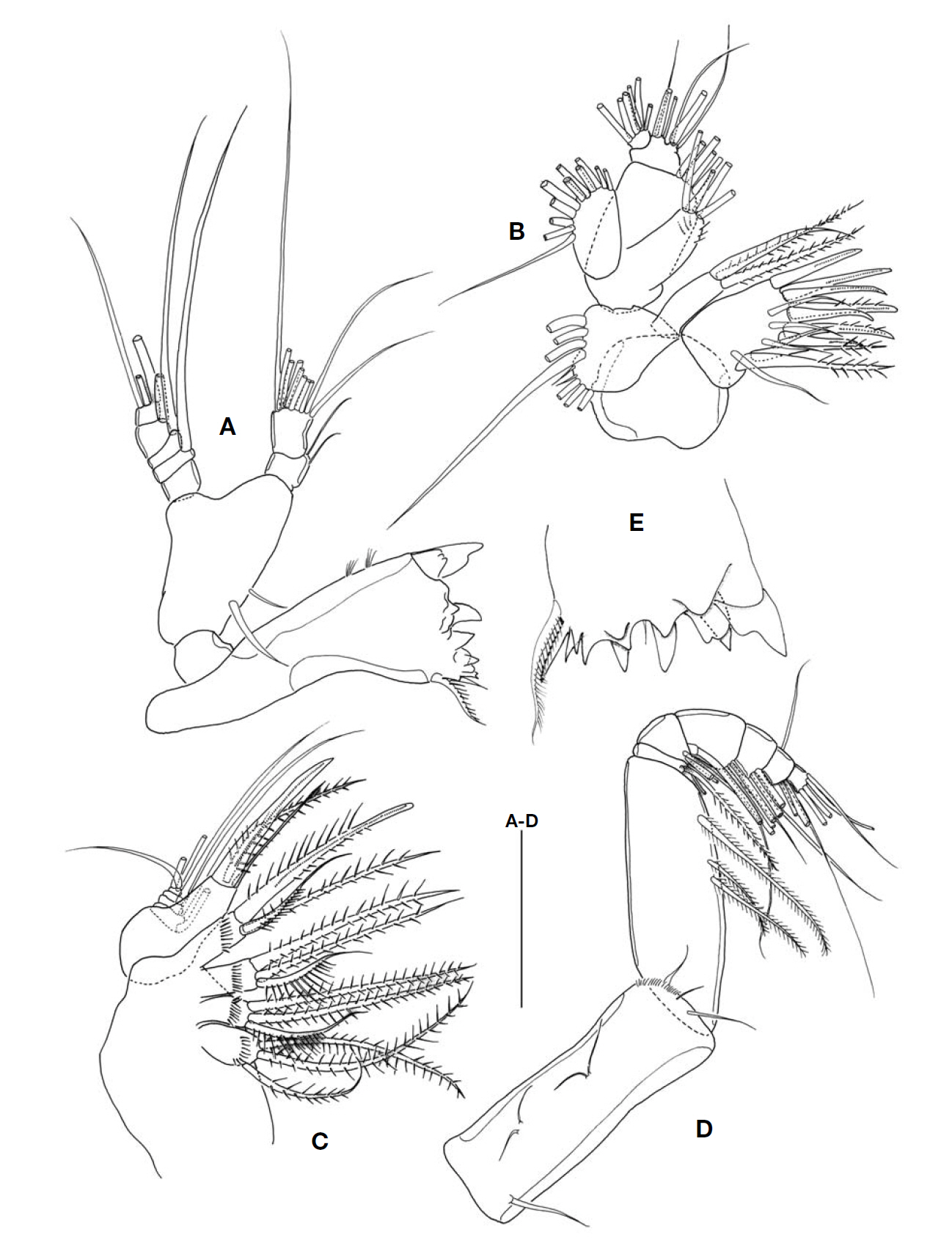 Aetideus acutus Farran female. A Mandible; B Maxillule; C Maxilla; D Maxilliped; E Gnathobase of the mandible. Scale bar: A-D=0.1 mm.