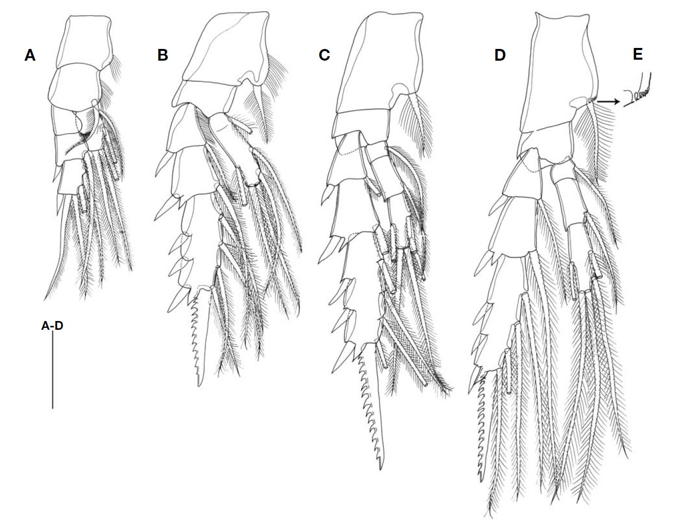 Aetideus acutus Farran female. A Leg 1; B Leg 2; C Leg 3; D Leg 4; E Posterior coxal margin of leg 4. Scale bar: AD=0.1 mm.