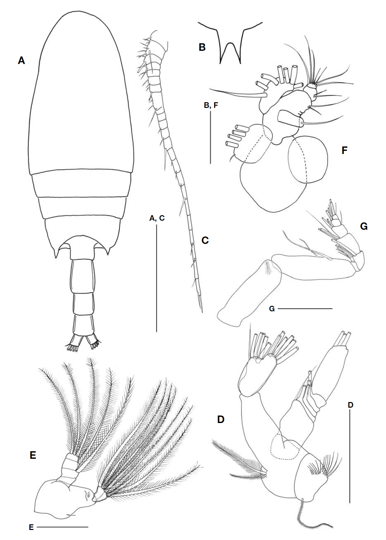 Bradyidius angustus (Tanaka) male. A Habitus dorsal; B Rostrum; C Antennule; D Antenna; E Mandible; F Maxillule; G Maxilliped. Scale bars: A C=0.5 mm D E G=0.1 mm B F=0.05 mm.