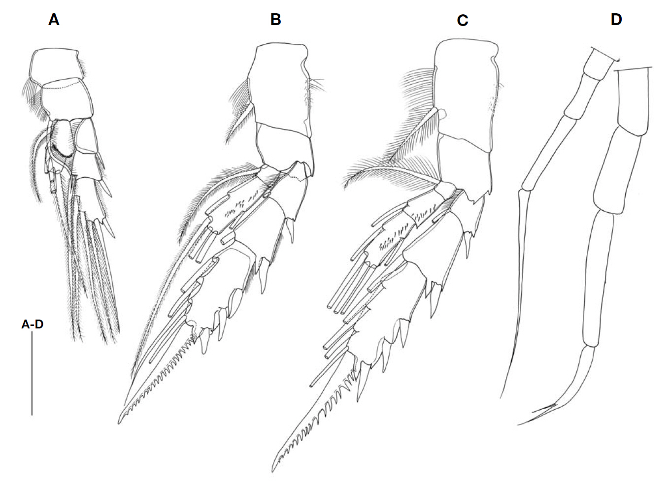 Bradyidius angustus (Tanaka) male. A. Leg 1; B Leg 2; C Leg 3; D Leg 5. Scale bar: A-D=0.1 mm.